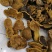 包邮西藏金边桑树桑黄（桑黄灵芝）纯野生