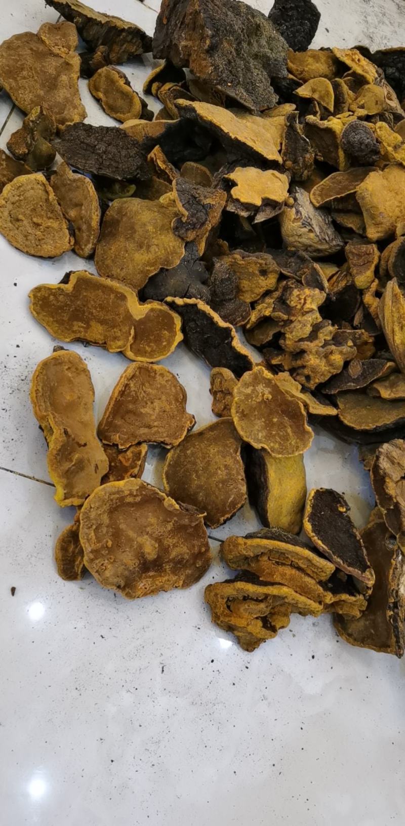 包邮西藏金边桑树桑黄（桑黄灵芝）纯野生