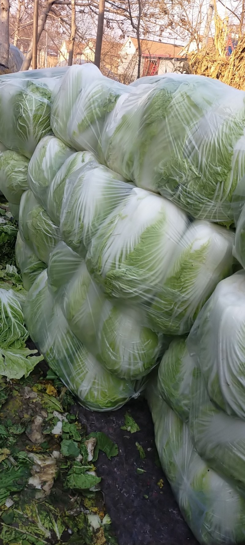 精品矮颗纯黄心白菜