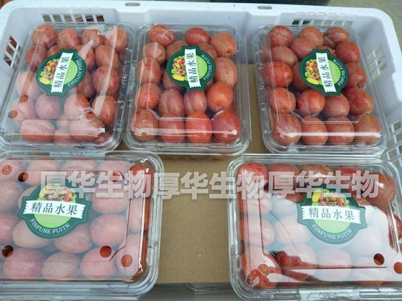 华俄航育1号纯甜大果-羊奶果树苗，用专业助您一举成功！