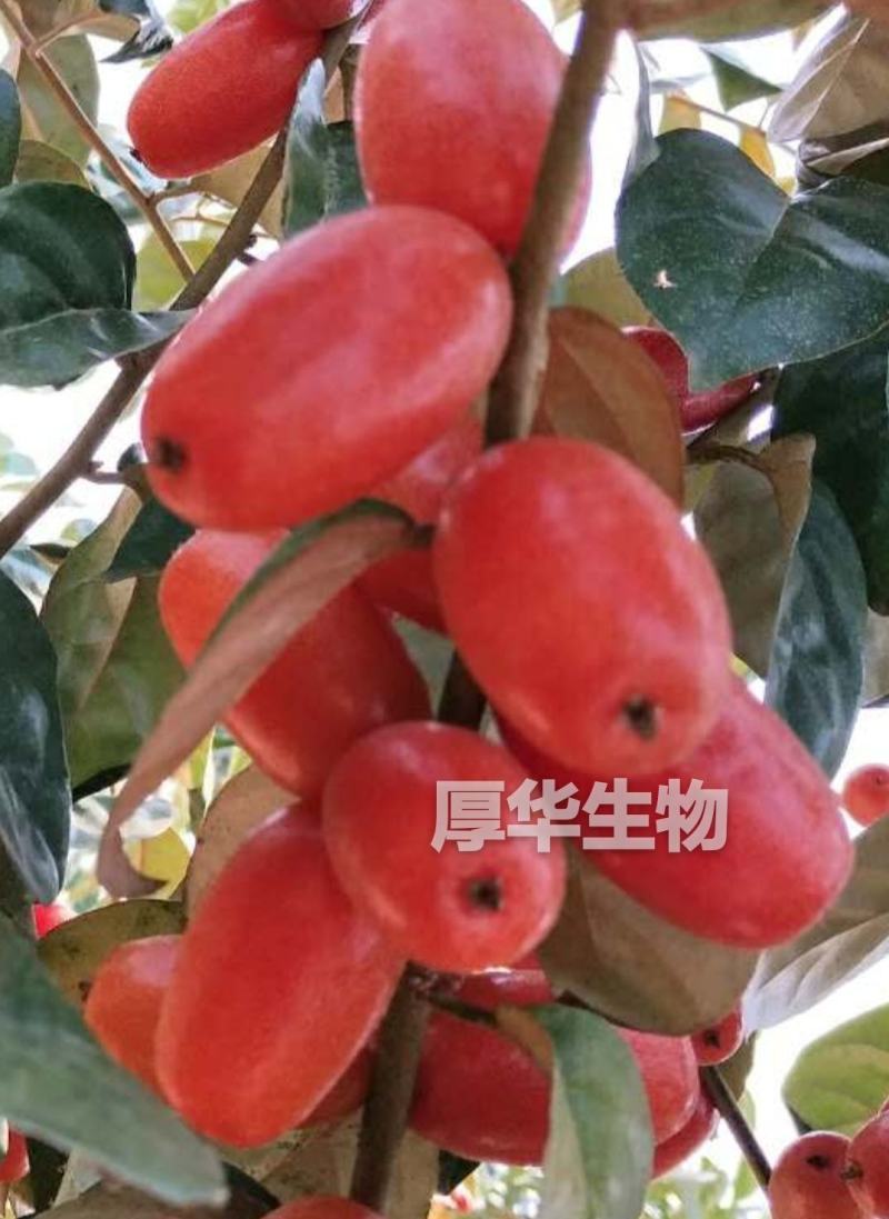 华俄航育1号纯甜大果-羊奶果树苗，用专业助您一举成功！