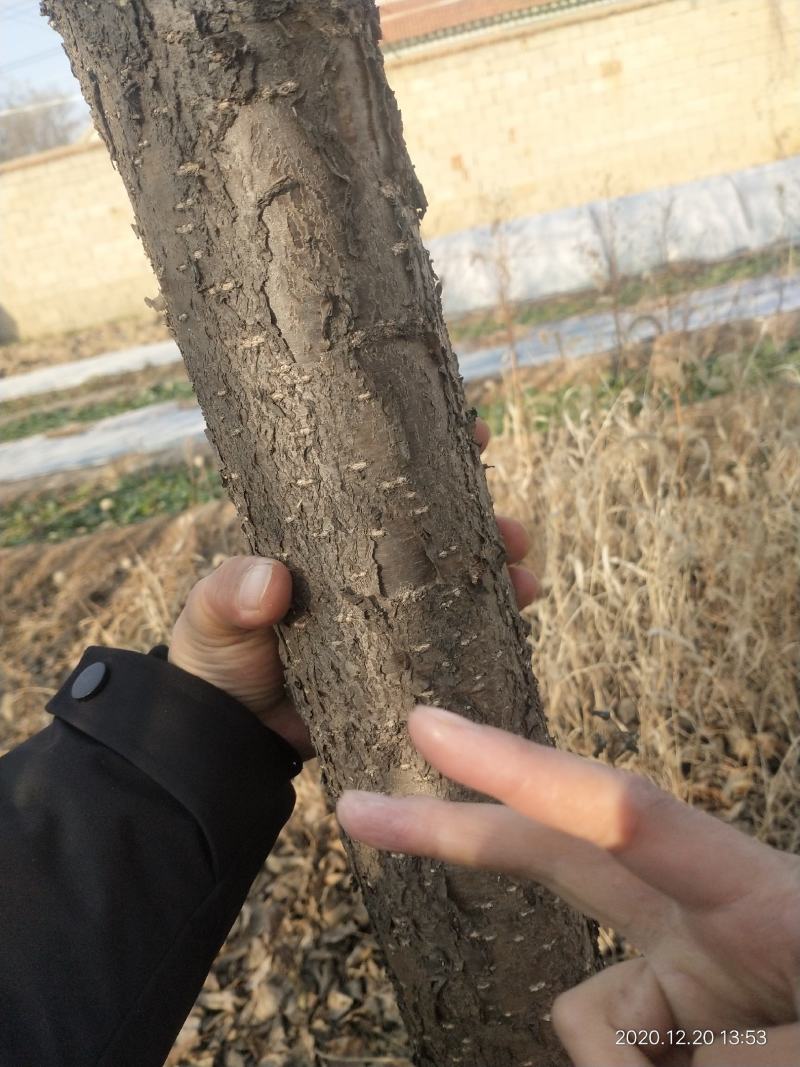 黄丁香，丁香树，金园丁香，北京丁香，潍坊，接穗嫁接条