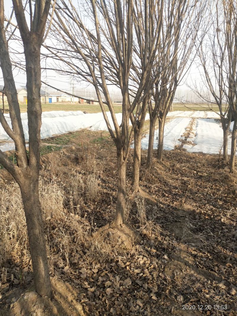 黄丁香，丁香树，金园丁香，北京丁香，潍坊，接穗嫁接条