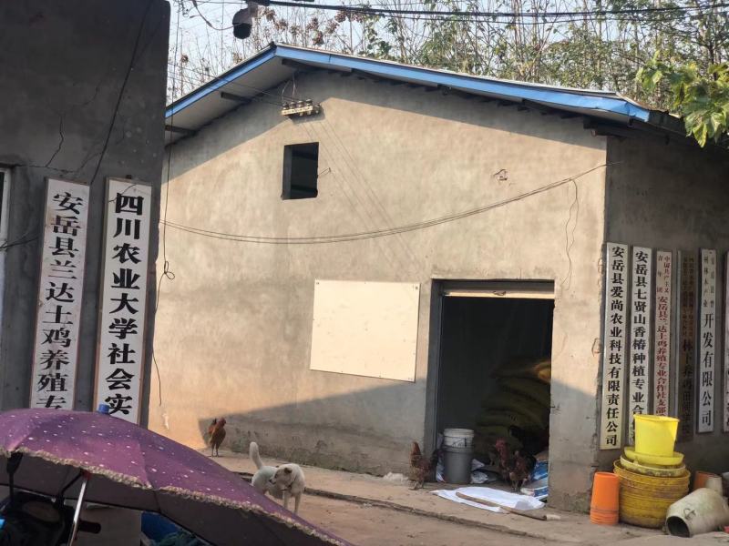 四川资阳市安岳天护禽业联合社柠香跑山鸡基地直销可一只代发