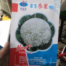青杆小米粒撒花，有机松花苗，100天，90天，65天