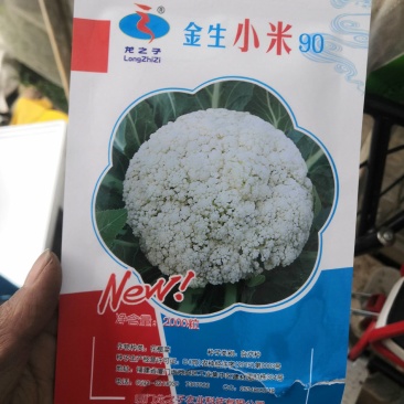 青杆小米粒撒花，有机松花苗，100天，90天，65天
