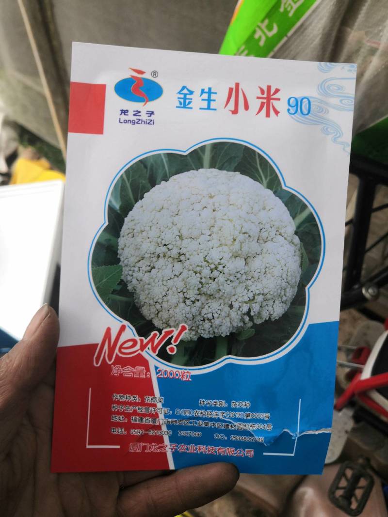 青杆小米粒撒花，有机松花苗，100天，90天，65天