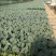 青杆小米粒撒花，有机松花苗，100天，90天，65天