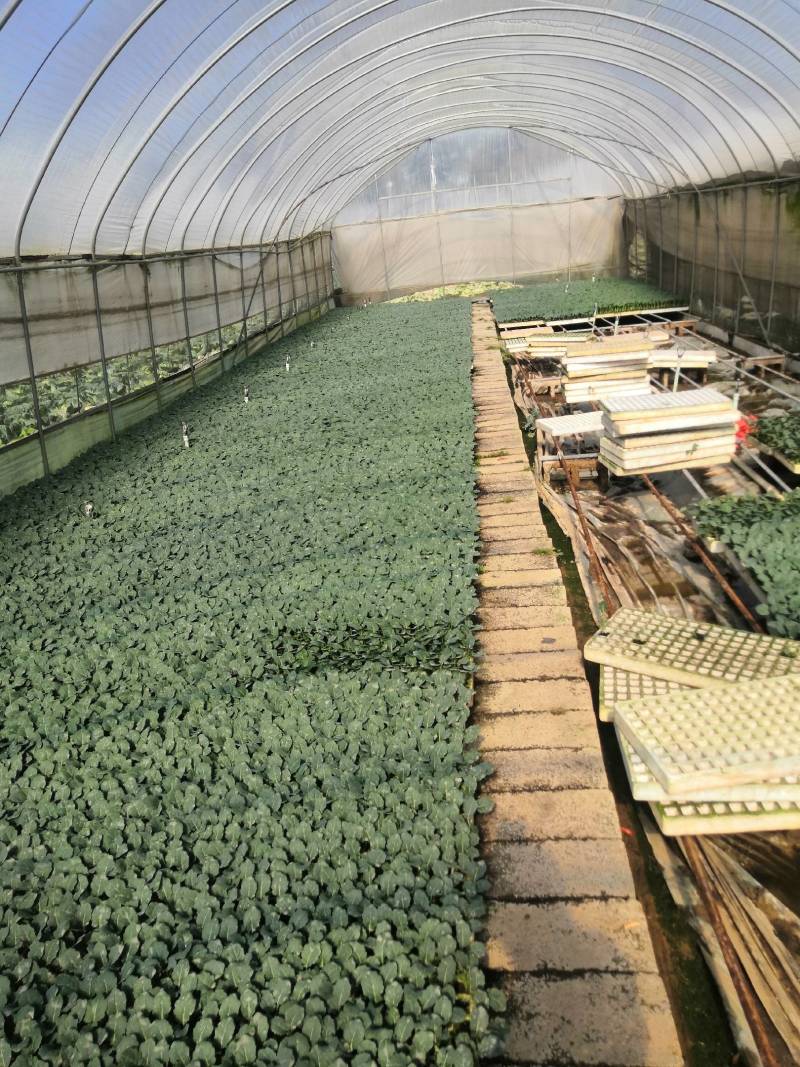 青杆小米粒撒花，有机松花苗，100天，90天，65天