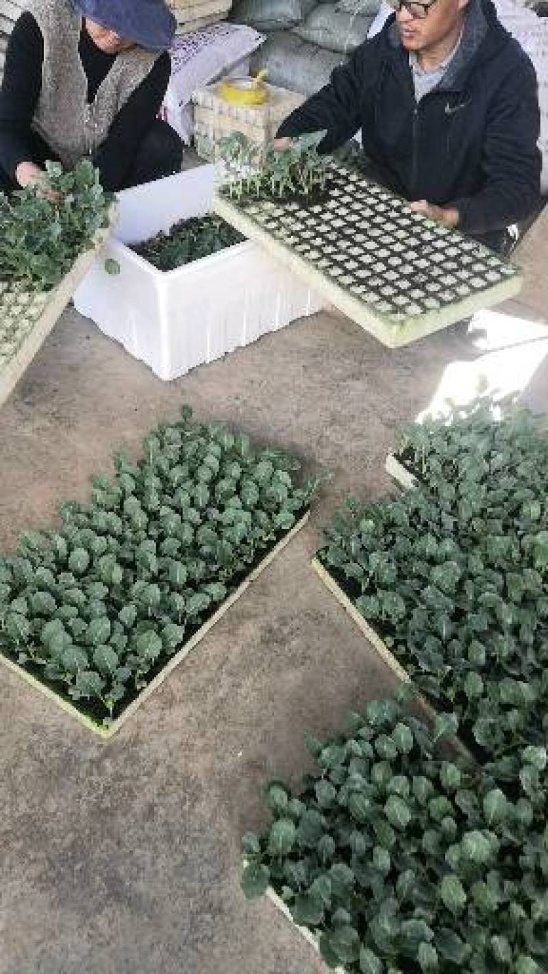 青杆小米粒撒花，有机松花苗，100天，90天，65天