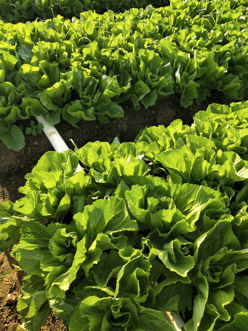 广西优质大白菜，清甜口感！大量需要的客户来电更优惠。