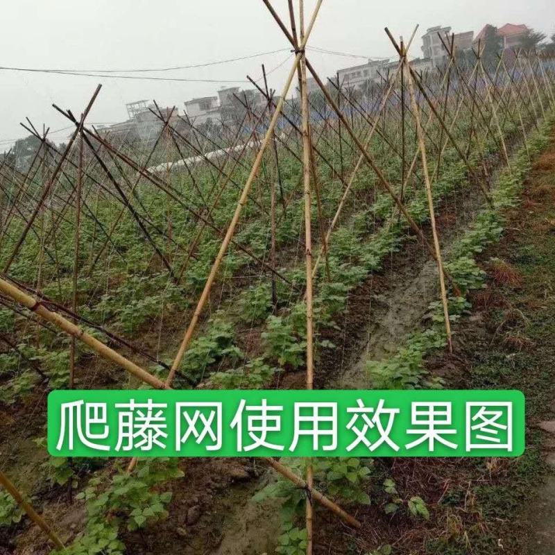 【爬藤网粗六股加粗线】黄瓜苦瓜丝瓜网豆角网植物攀爬专用