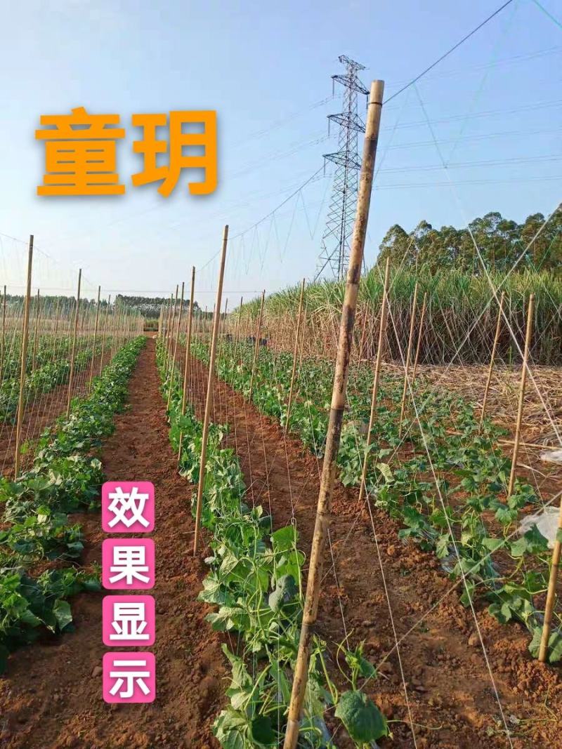 【爬藤网粗六股加粗线】黄瓜苦瓜丝瓜网豆角网植物攀爬专用