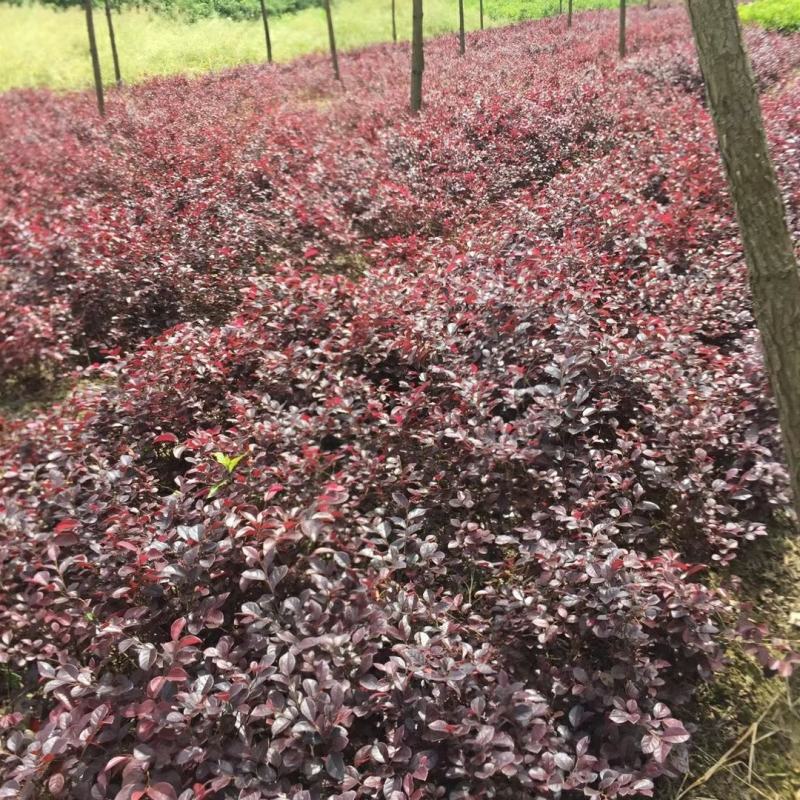 红花继木苗庭院绿植花卉篱笆用常青红檵木小苗四季红