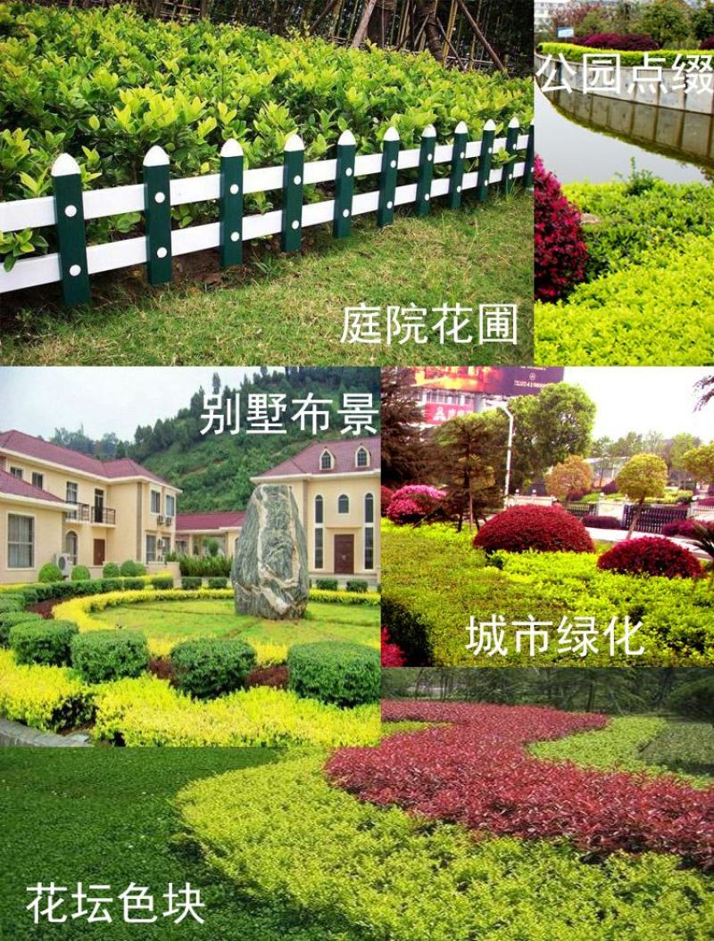 金森女贞苗篱笆苗庭院绿化工程苗木彩色树苗四季常青树苗女贞