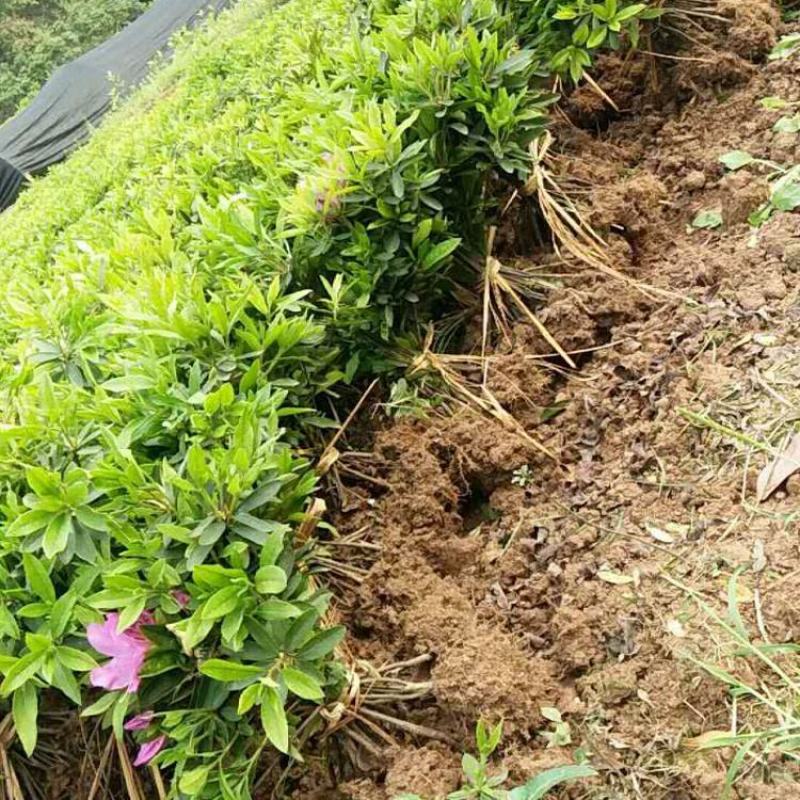 杜鹃花苗树苗红色杜鹃春杜绿化带色块苗四季常青毛杜鹃苗