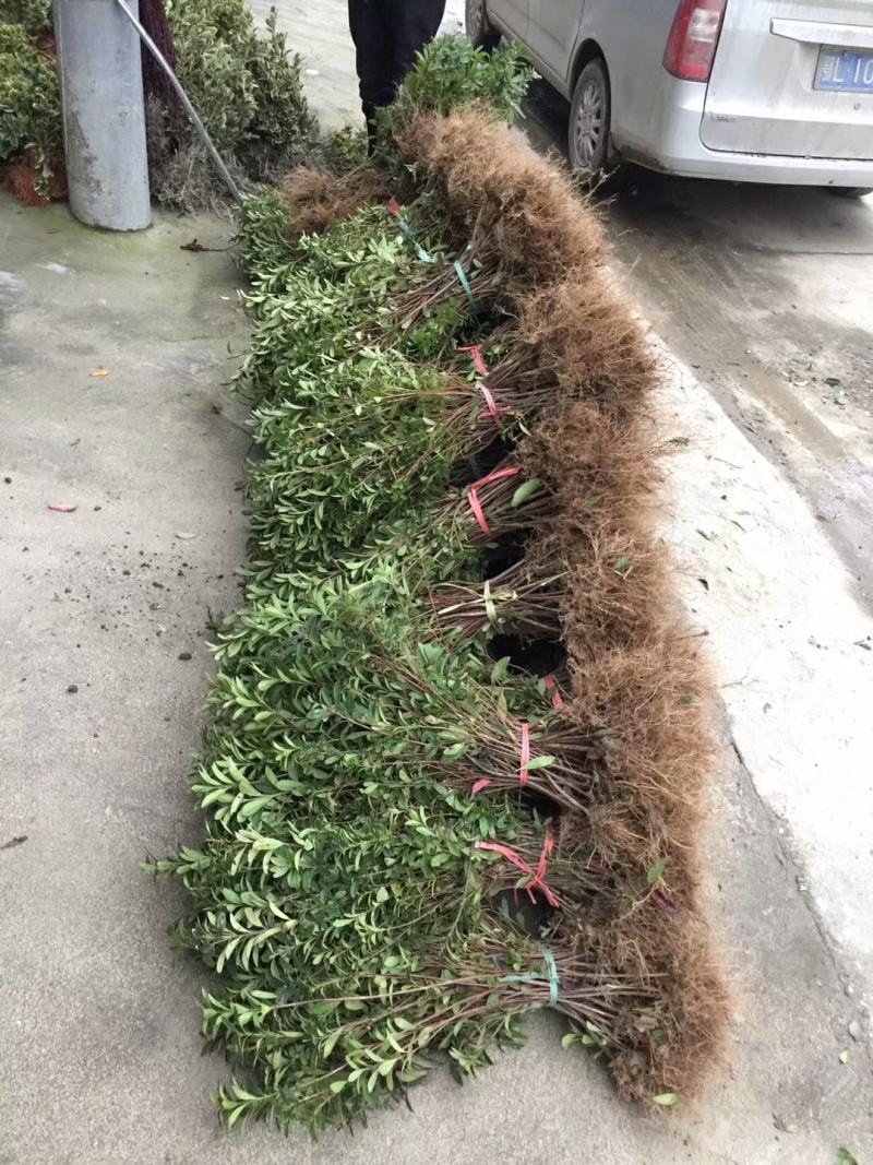 杜鹃花苗树苗红色杜鹃春杜绿化带色块苗四季常青毛杜鹃苗