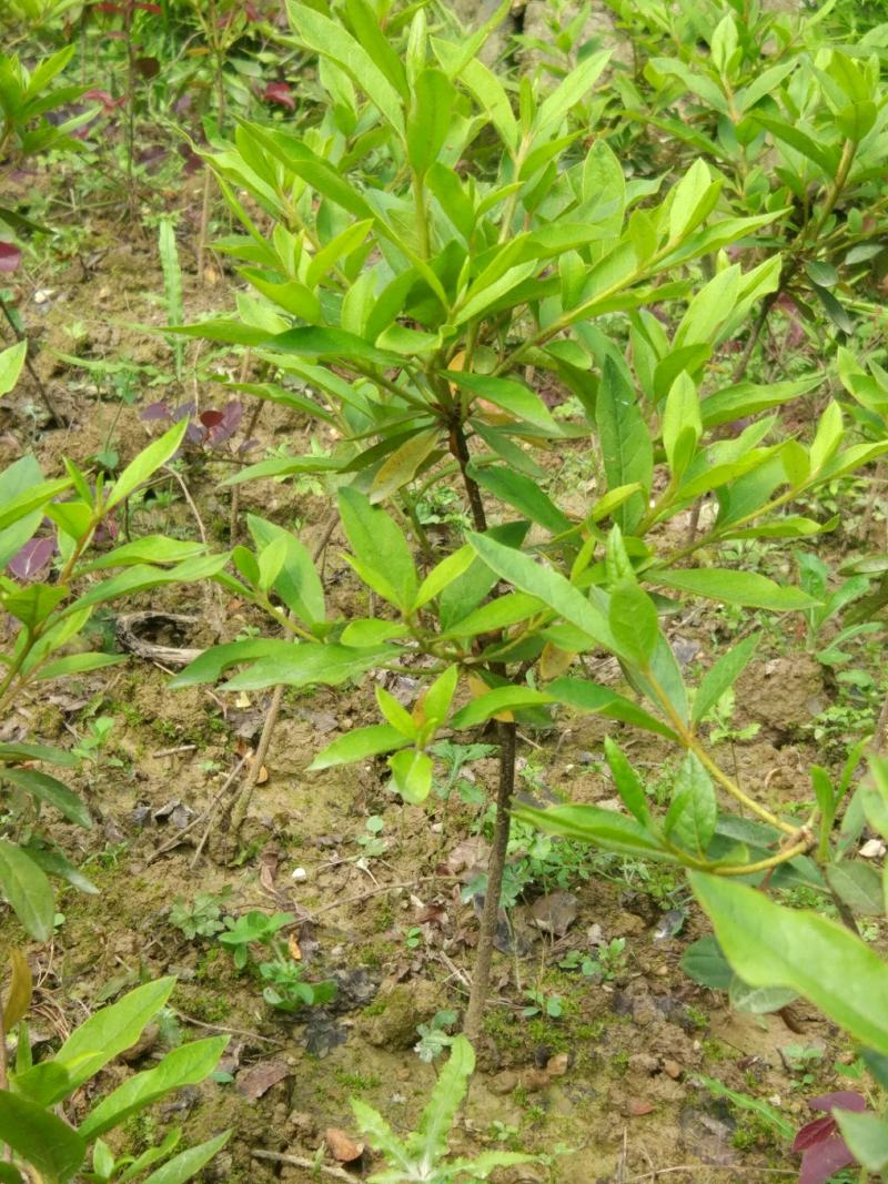 杜鹃花苗树苗红色杜鹃春杜绿化带色块苗四季常青毛杜鹃苗