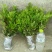 杜鹃花苗树苗红色杜鹃春杜绿化带色块苗四季常青毛杜鹃苗