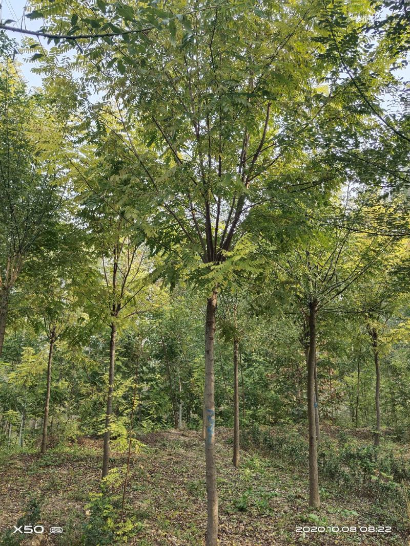 香花槐3米乘4米8~13cm8~15cm