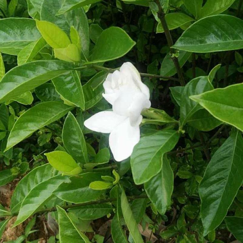 栀子花树苗浓香型盆栽花卉芳香耐热多年生地栽大叶栀子花小苗