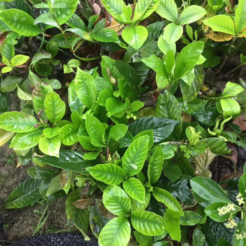 栀子花树苗浓香型盆栽花卉芳香耐热多年生地栽大叶栀子花小苗