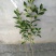 栀子花树苗浓香型盆栽花卉芳香耐热多年生地栽大叶栀子花小苗