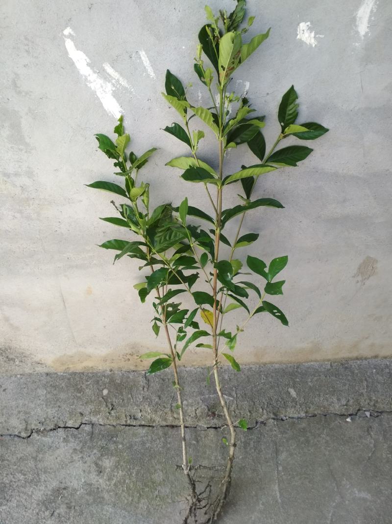 栀子花树苗浓香型盆栽花卉芳香耐热多年生地栽大叶栀子花小苗