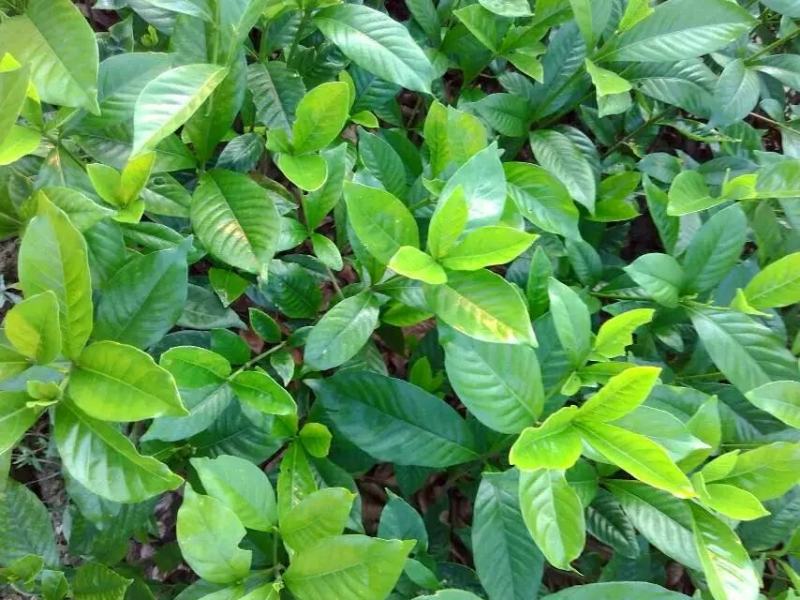 栀子花树苗浓香型盆栽花卉芳香耐热多年生地栽大叶栀子花小苗