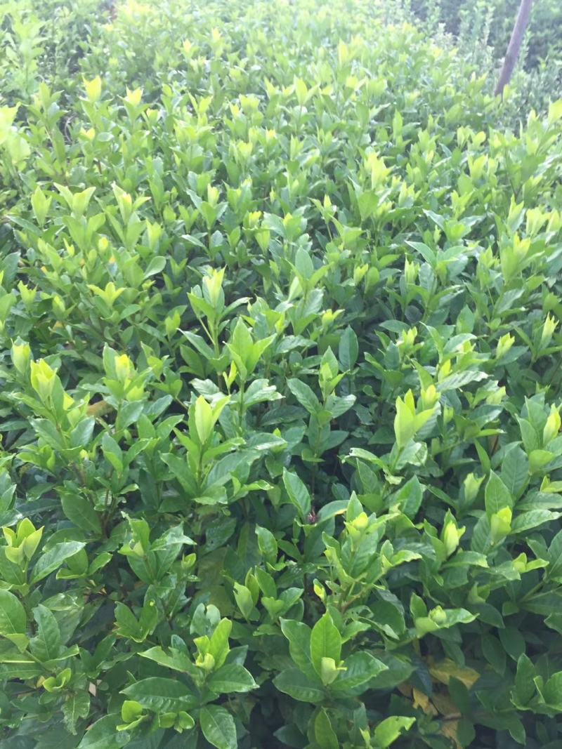 栀子花树苗浓香型盆栽花卉芳香耐热多年生地栽大叶栀子花小苗