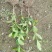 栀子花树苗浓香型盆栽花卉芳香耐热多年生地栽大叶栀子花小苗