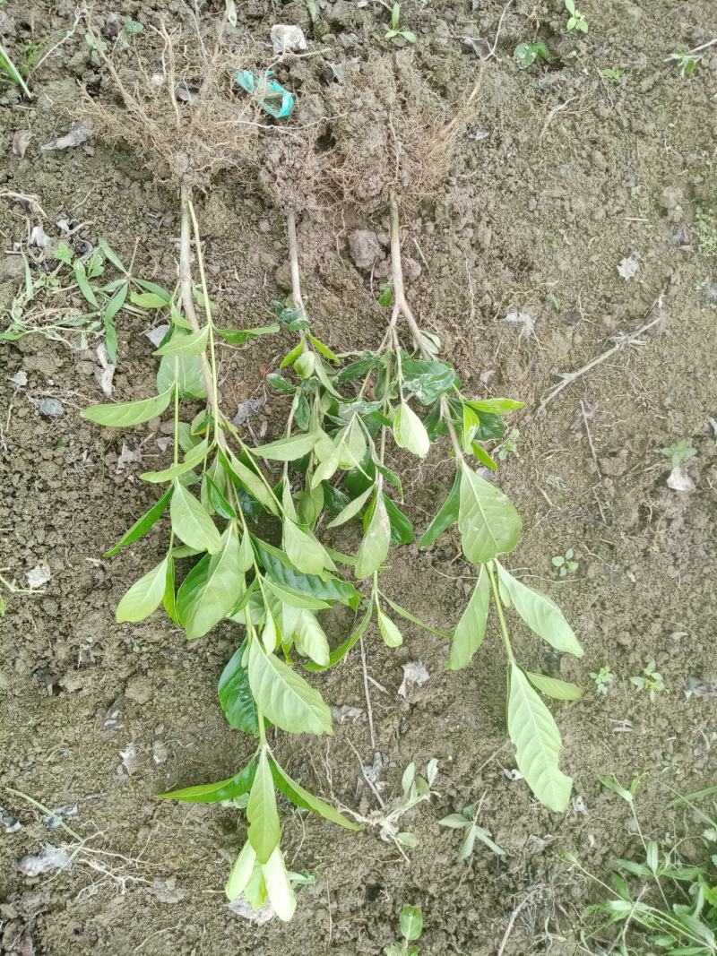 栀子花树苗浓香型盆栽花卉芳香耐热多年生地栽大叶栀子花小苗