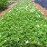 栀子花树苗浓香型盆栽花卉芳香耐热多年生地栽大叶栀子花小苗