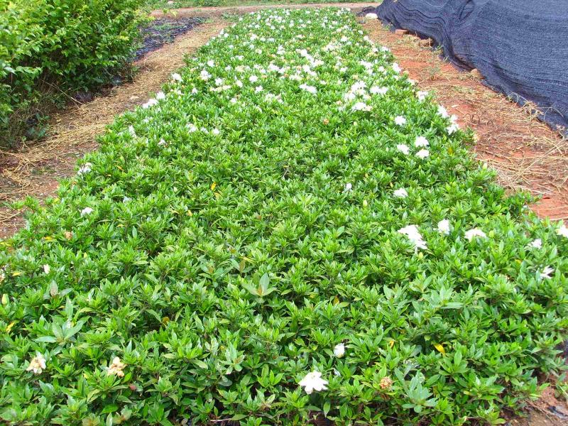 栀子花树苗浓香型盆栽花卉芳香耐热多年生地栽大叶栀子花小苗