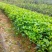 栀子花树苗浓香型盆栽花卉芳香耐热多年生地栽大叶栀子花小苗
