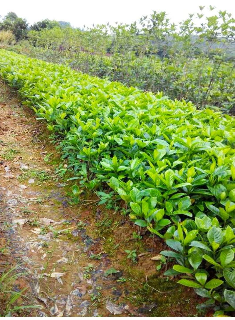 栀子花树苗浓香型盆栽花卉芳香耐热多年生地栽大叶栀子花小苗