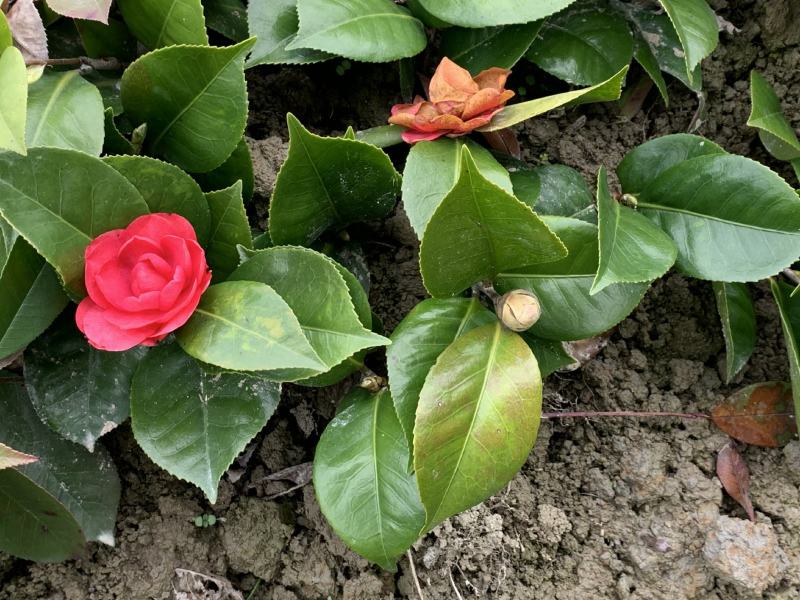 室内外茶花树苗庭院常青山茶花耐冬茶花春冬二季开大红花苗盆
