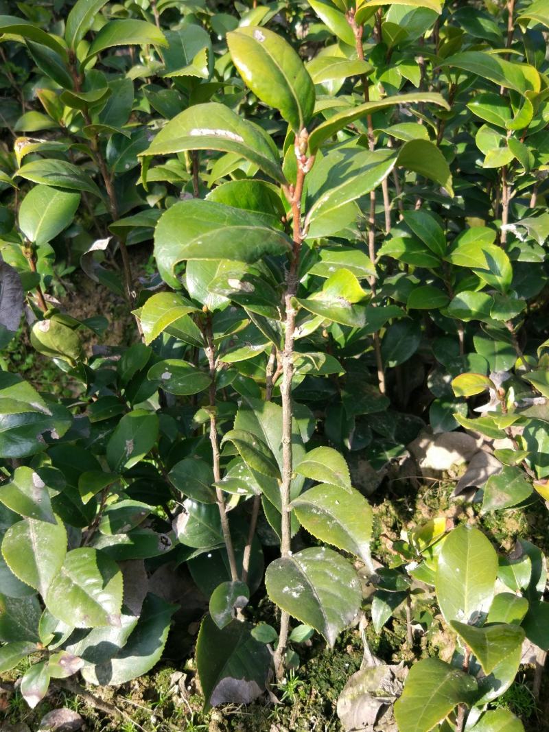 室内外茶花树苗庭院常青山茶花耐冬茶花春冬二季开大红花苗盆