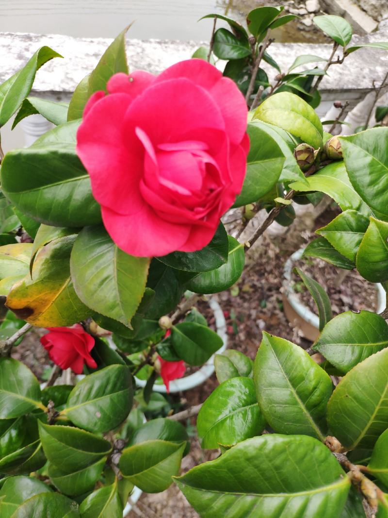 室内外茶花树苗庭院常青山茶花耐冬茶花春冬二季开大红花苗盆
