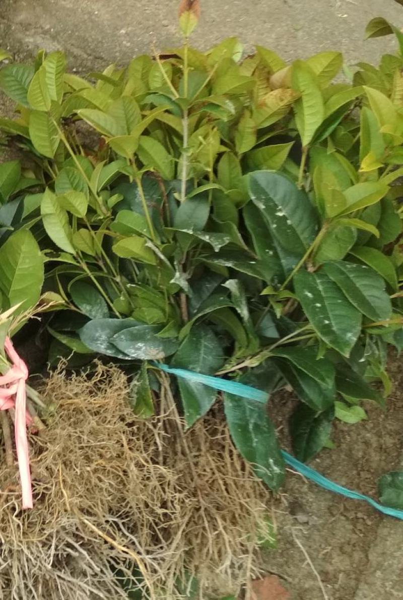 产地直发四季桂桂花树苗庭院花坛月月桂盆栽花卉小绿植浓香型