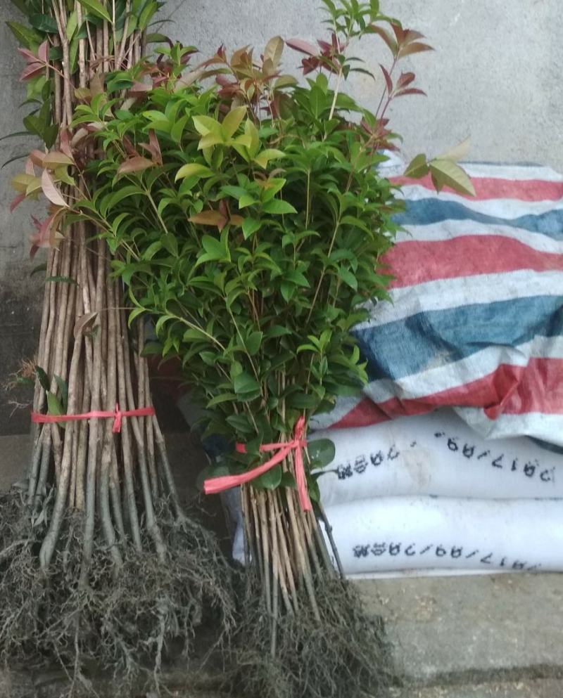产地直发四季桂桂花树苗庭院花坛月月桂盆栽花卉小绿植浓香型