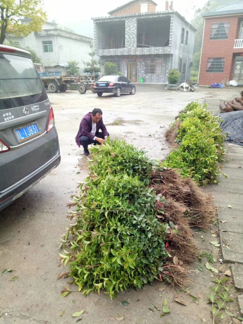 产地直发四季桂桂花树苗庭院花坛月月桂盆栽花卉小绿植浓香型