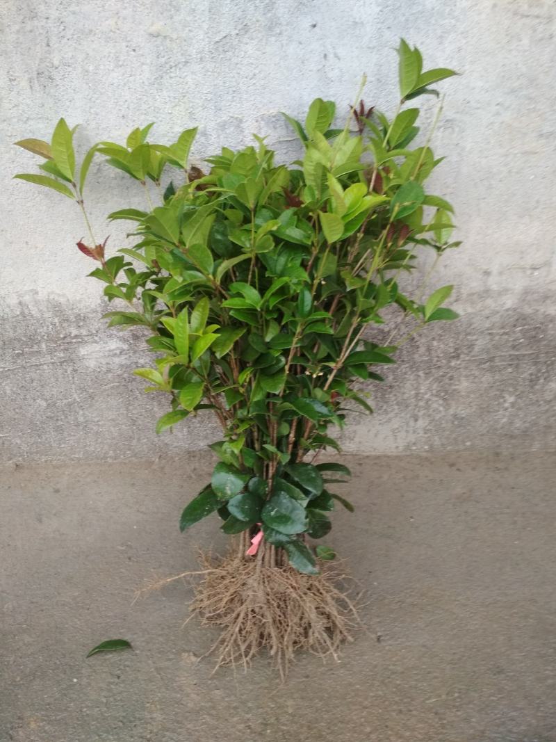 产地直发四季桂桂花树苗庭院花坛月月桂盆栽花卉小绿植浓香型
