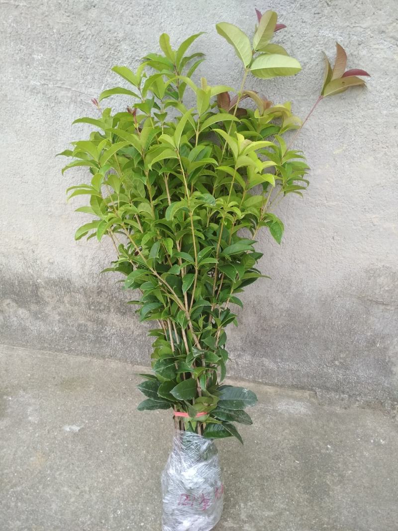 产地直发四季桂桂花树苗庭院花坛月月桂盆栽花卉小绿植浓香型