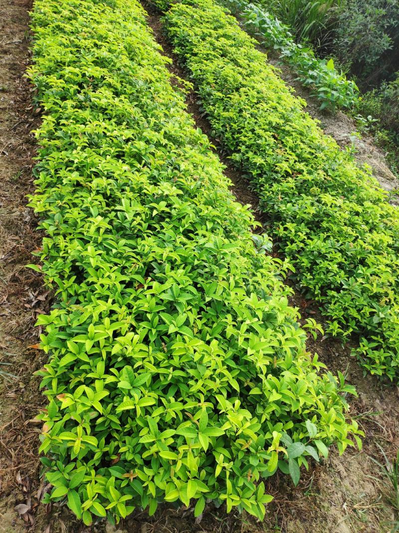 产地直发四季桂桂花树苗庭院花坛月月桂盆栽花卉小绿植浓香型