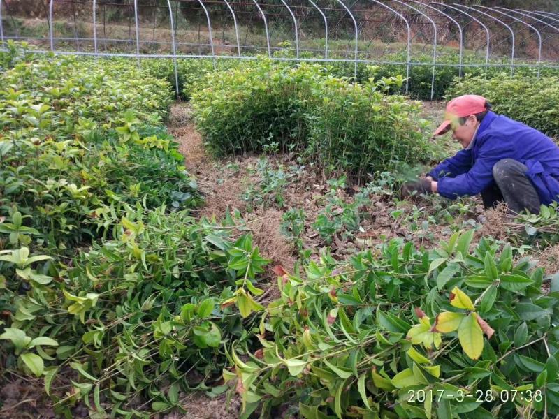 产地直发四季桂桂花树苗庭院花坛月月桂盆栽花卉小绿植浓香型