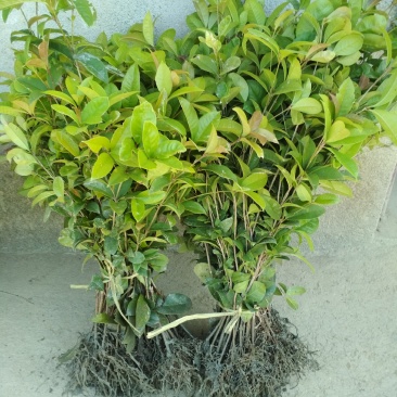 产地直发四季桂桂花树苗庭院花坛月月桂盆栽花卉小绿植浓香型