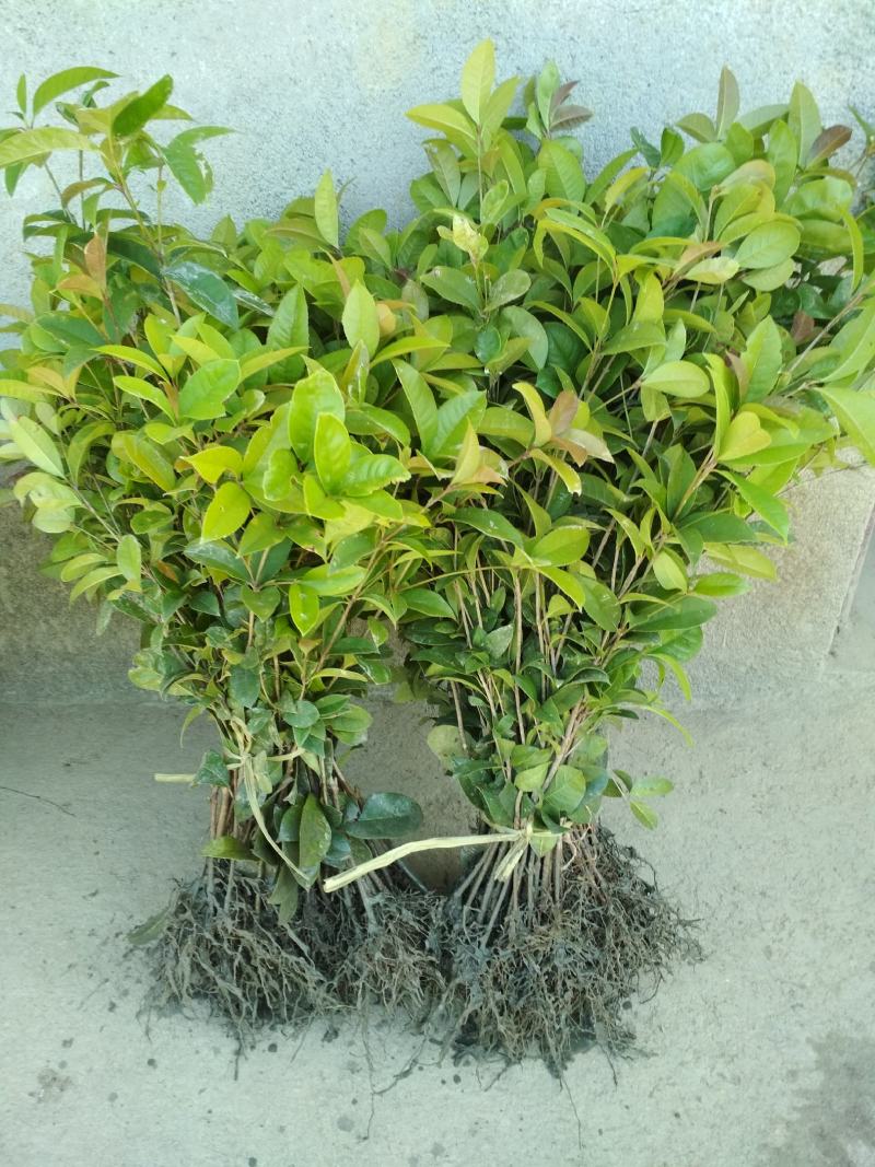 产地直发四季桂桂花树苗庭院花坛月月桂盆栽花卉小绿植浓香型
