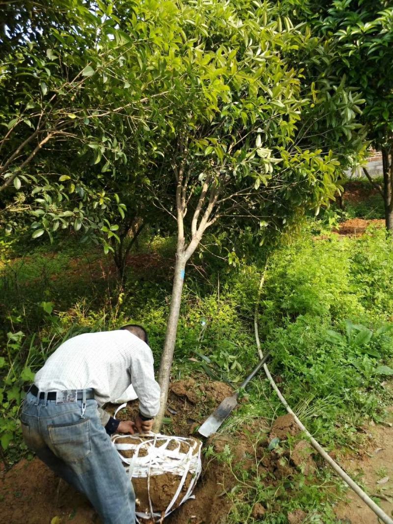 稀有品种速生金桂大树庭院绿化浓香型四季常青个人花园绿植产