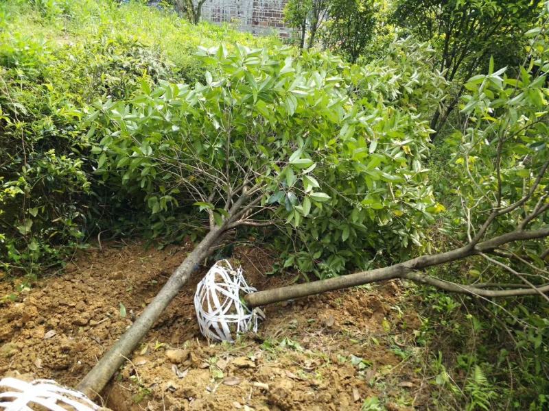 稀有品种速生金桂大树庭院绿化浓香型四季常青个人花园绿植产